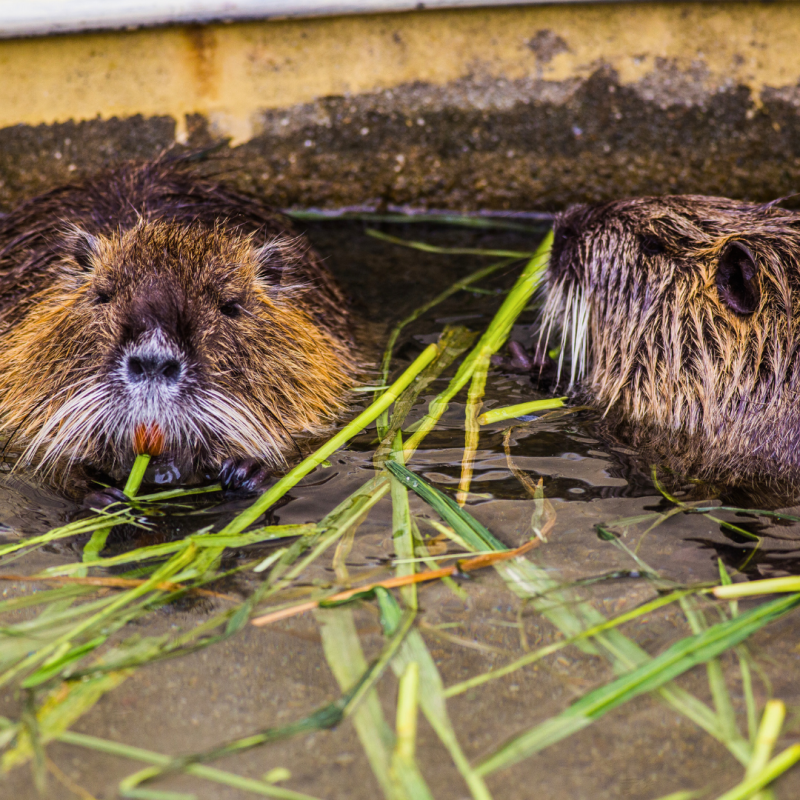 Kako gojiti nutrije?