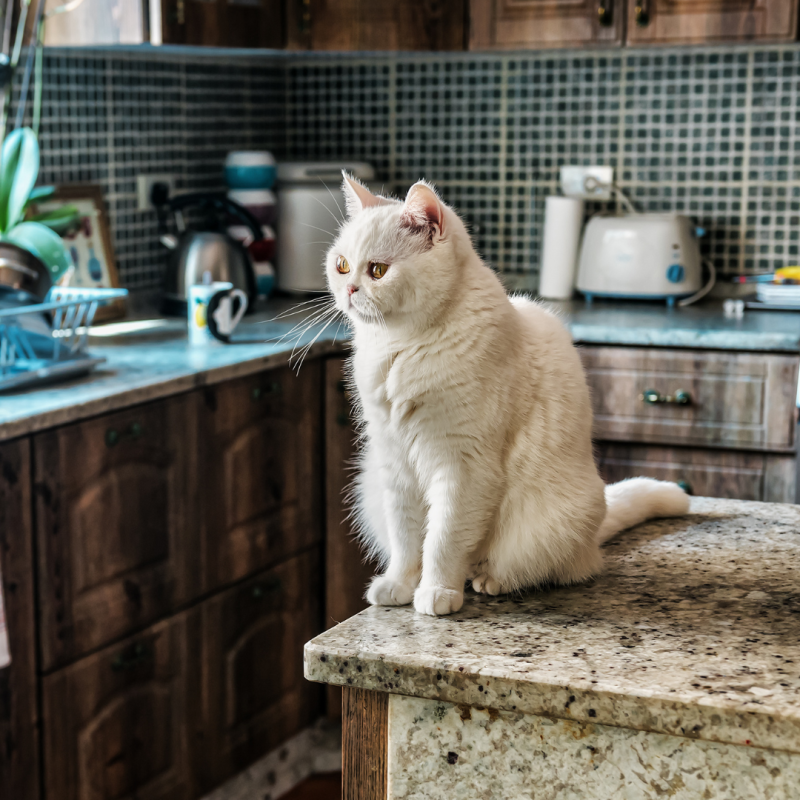 Kako odvaditi mačko od skakanja na zabranjena mesta?