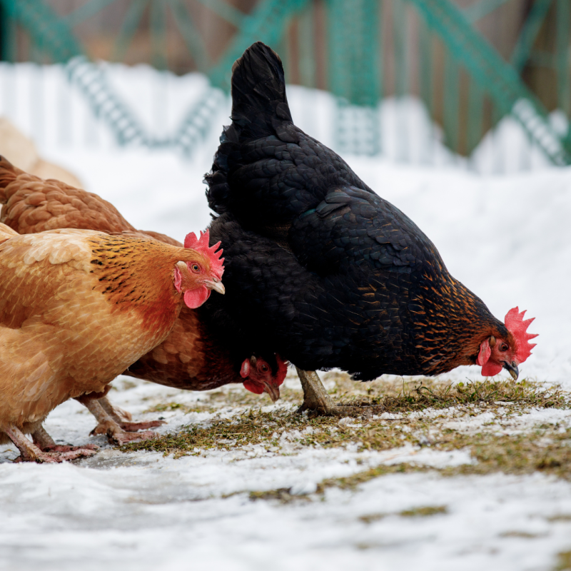 Kako gojiti kokoši pozimi?