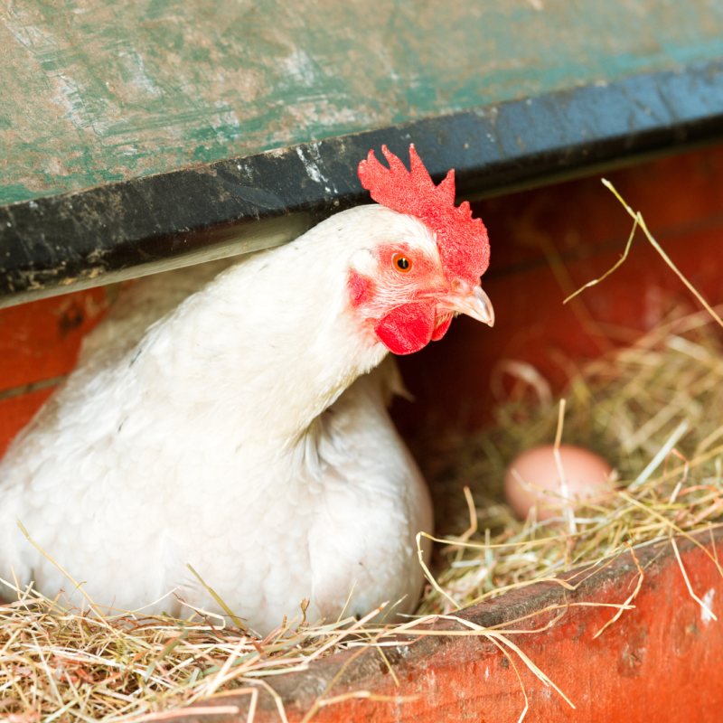 Koliko jajc znese kokoš na leto?  