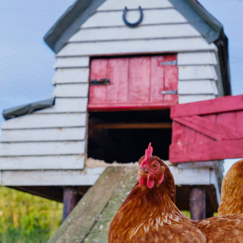Kako rešiti vlago v kokošnjaku?