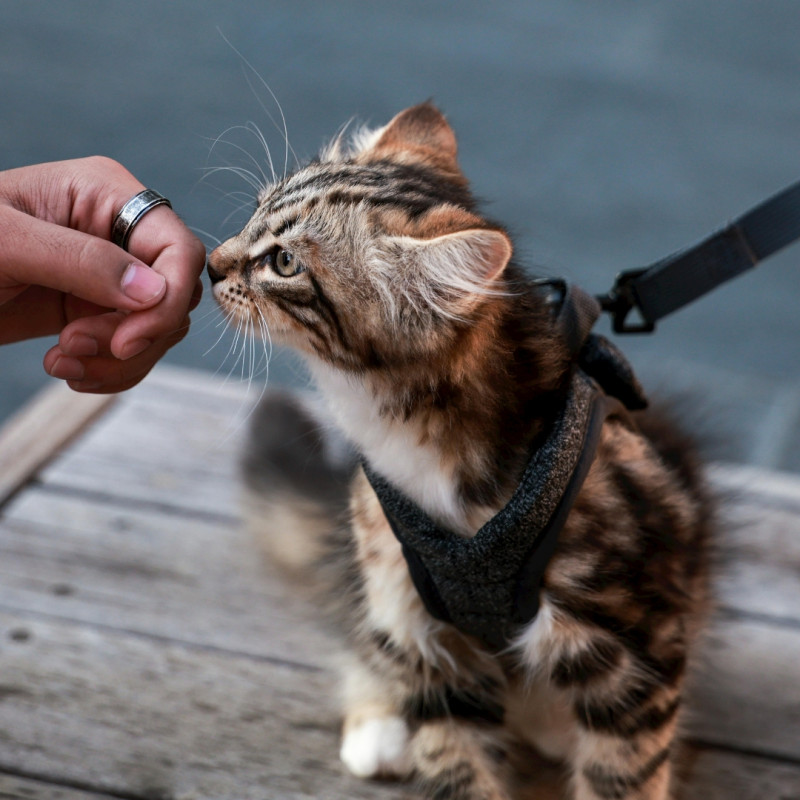 Kako mačko naučiti hoditi na povodcu?
