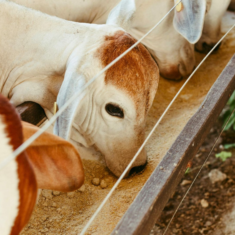 Domača krmna mešanica: na kaj biti pozoren