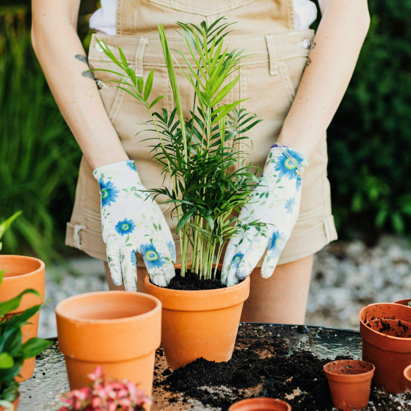 Rastline, primerne za začetnike v vrtnarjenju