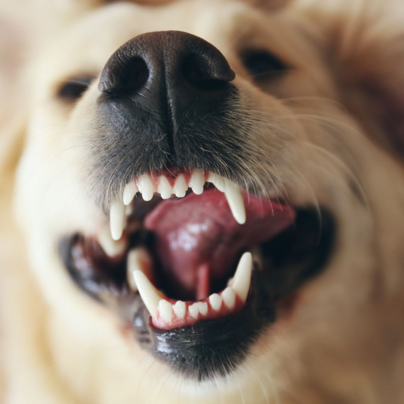 Menjava zob pri psih